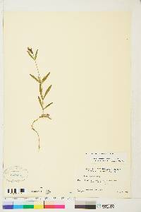 Silene repens image