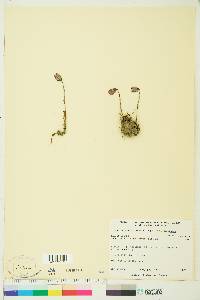 Silene uralensis subsp. uralensis image