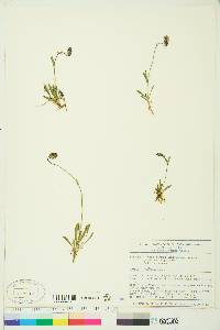 Silene uralensis subsp. uralensis image