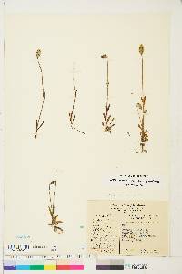 Silene uralensis subsp. uralensis image