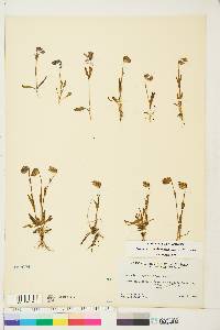 Silene uralensis image