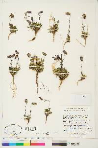 Silene uralensis subsp. uralensis image