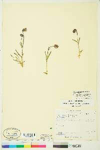 Silene uralensis subsp. uralensis image