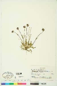 Silene uralensis subsp. uralensis image