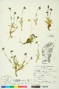 Silene uralensis subsp. uralensis image