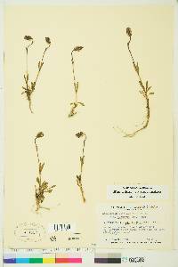 Silene uralensis subsp. uralensis image