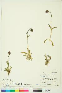 Silene uralensis subsp. uralensis image