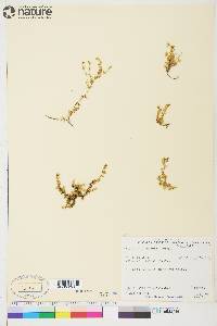 Stellaria humifusa image