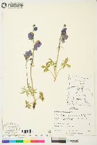 Aconitum delphiniifolium image