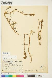 Aconitum delphiniifolium image