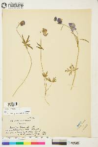 Aconitum delphiniifolium image