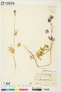 Aconitum delphiniifolium image