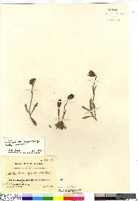 Silene uralensis image