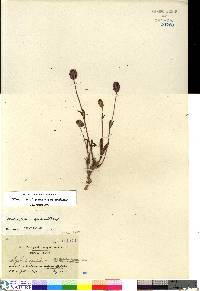 Silene uralensis subsp. uralensis image