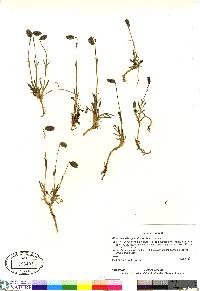 Silene uralensis subsp. uralensis image