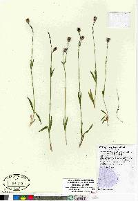 Silene involucrata subsp. tenella image