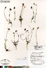 Silene uralensis subsp. uralensis image