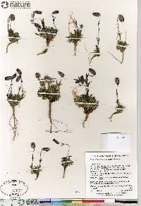 Silene uralensis subsp. uralensis image