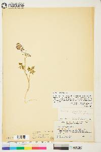 Aconitum delphiniifolium image