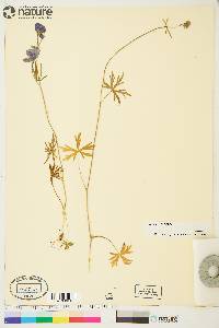 Aconitum delphiniifolium image