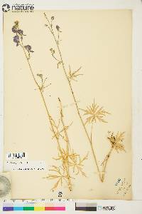 Aconitum delphiniifolium image