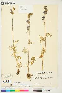 Aconitum delphiniifolium image