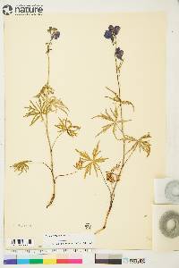 Aconitum delphiniifolium image