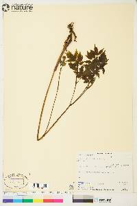 Actaea rubra image