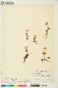 Anemone parviflora image