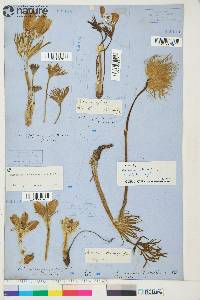 Pulsatilla patens subsp. multifida image