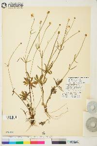 Ranunculus pedatifidus var. affinis image