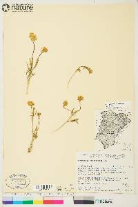 Ranunculus pedatifidus var. affinis image