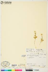 Ranunculus pedatifidus var. pedatifidus image
