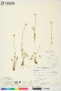 Ranunculus pedatifidus image