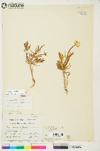 Ranunculus pedatifidus var. affinis image
