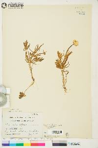 Ranunculus pedatifidus var. affinis image