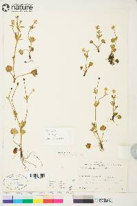 Ranunculus allenii image