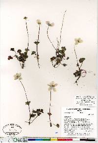 Anemone parviflora image