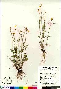 Ranunculus pedatifidus image