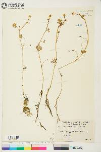Ranunculus gmelinii var. yukonensis image
