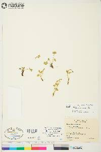 Ranunculus gelidus image