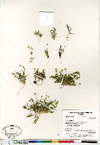 Stellaria longipes image