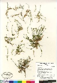 Stellaria longipes image