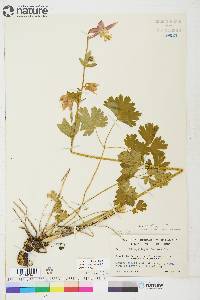 Aquilegia formosa image