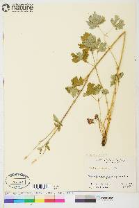 Aquilegia formosa image