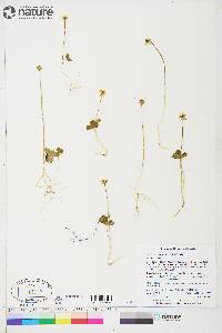 Coptidium lapponicum image