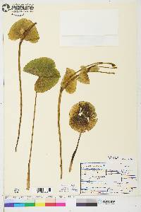 Caltha palustris image