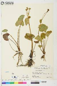 Caltha palustris image