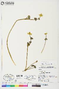 Caltha palustris image