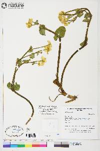 Caltha palustris image